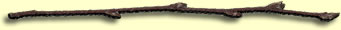 Birch Branch