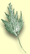 Birch Leaf